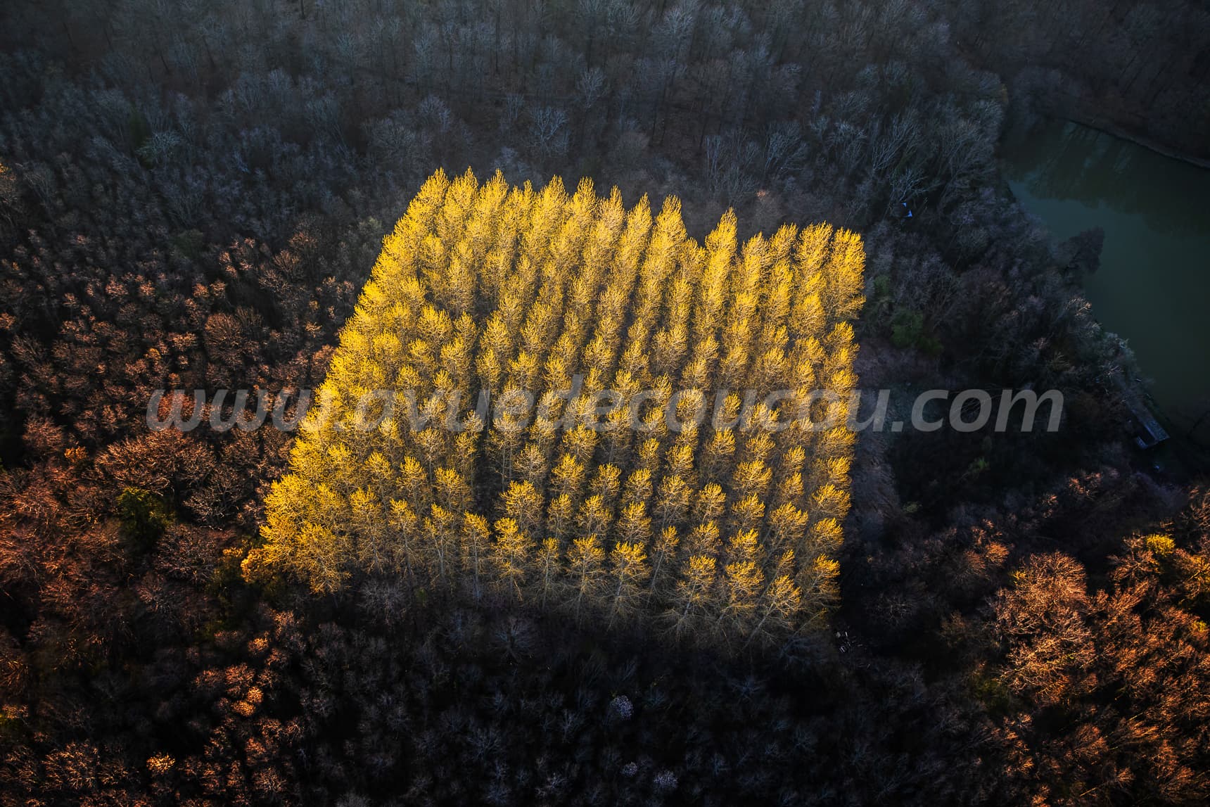 Processeur végétal