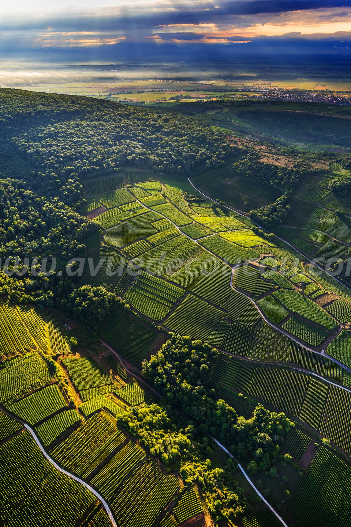 Vignoble de Soultzmatt