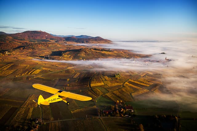 Piper sur la Route des Vins